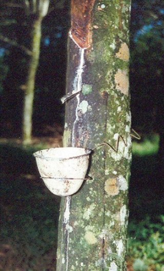 sumatrarubberboom.jpg